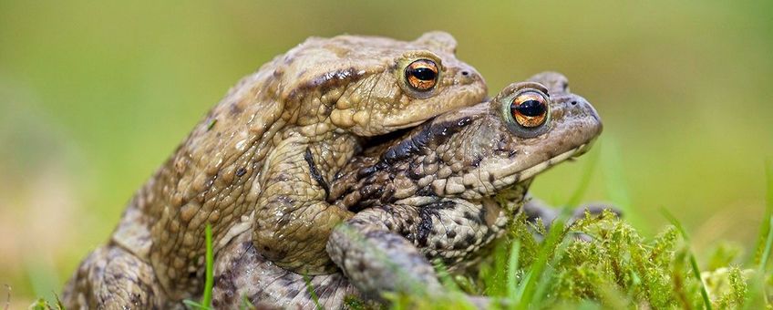 Gewone pad, Bufo bufo