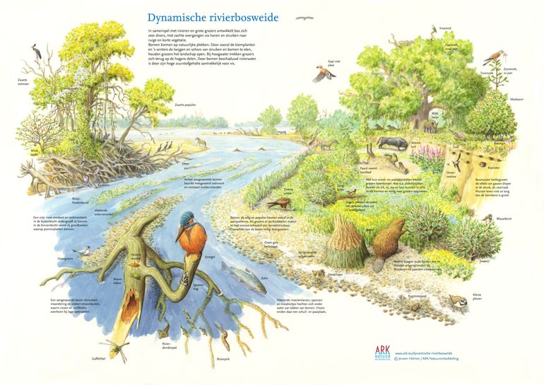 ARK-illustrator Jeroen Helmer maakte deze prachtige zoekkaart van een rivierbosweide. De kaart is gratis te downloaden op de website van ARK. Klik op de illustratie om naar de downloadpagina te gaan