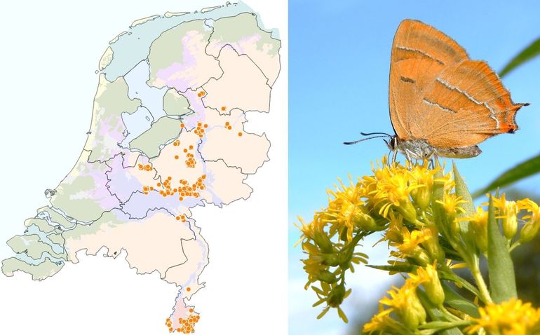 De waarnemingen van sleedoornpage in 2024 en 2025