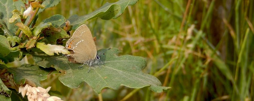 bruine eikenpage primair