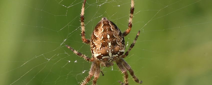 Vrouwelijke Kruisspin, een goed doorvoed exemplaar van een vorig najaar (foto: Leo Vaes)