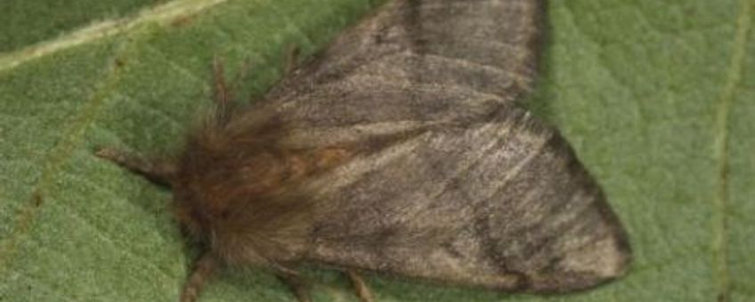 Vlinder eikenprocessierups, Hungary Forest Research Institute, Creative Commons Naamsvermelding 3.0 Verenigde Staten