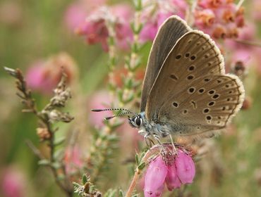 Gentiaanblauwtje: vlaggenschip van de natte heide