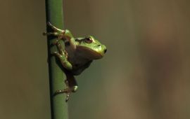 Hyla arborea. Boomkikker