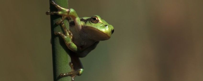 Hyla arborea. Boomkikker