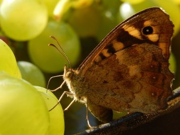 Bont zandoogje is regelmatig op rot fruit aan te treffen, vooral vrouwtjes