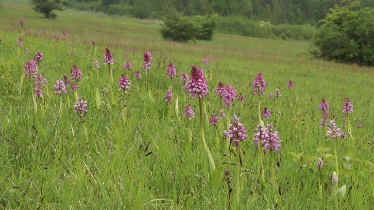 Orchideeën op de Wrakelberg