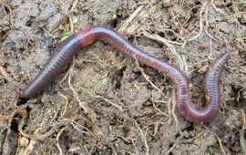 Ron de Goede Regenworm (strooiseleter)
