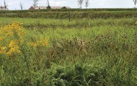 Bloemrijk terrein boerenlandvlinders Groningen