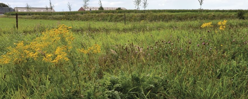 bloemrijk terrein boerenlandvlinders Groningen