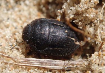 Grote behaarde pantserwants (Odontoscelis fuliginosa) 