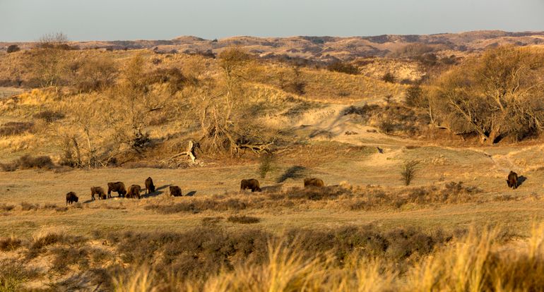 Wisenten in het Kraansvlak