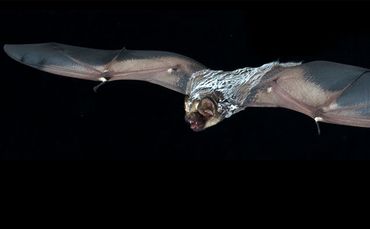 Hoary bat