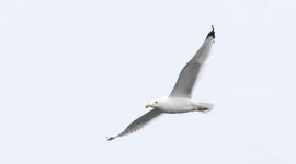 Pontische meeuw in vlucht.