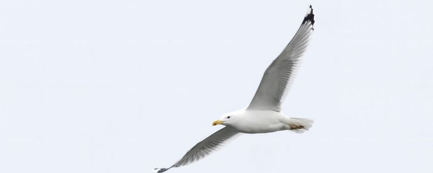 Pontische meeuw in vlucht.