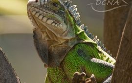 Rostislav Stach Lesser Antilian Iguana, DCNA
