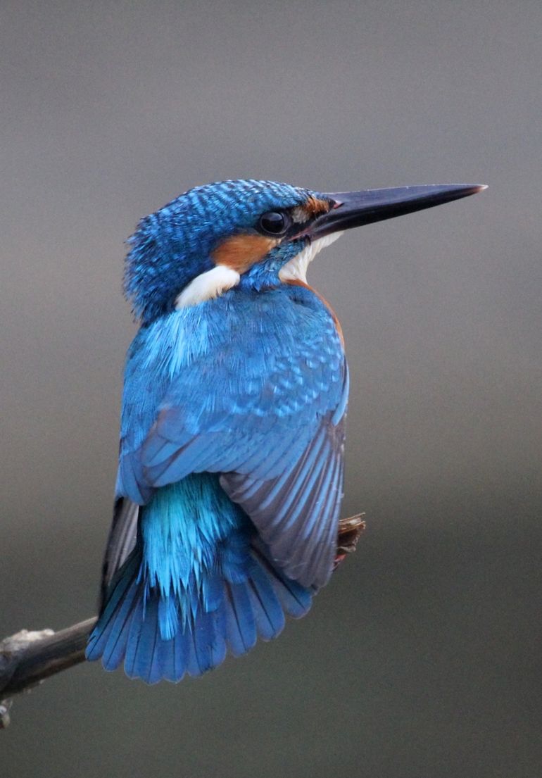 'Wildlife' in Zuid-Holland: de ijsvogel