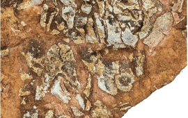 Ivan J. Sansom Foto van het fossiel van Eriptychius americanus