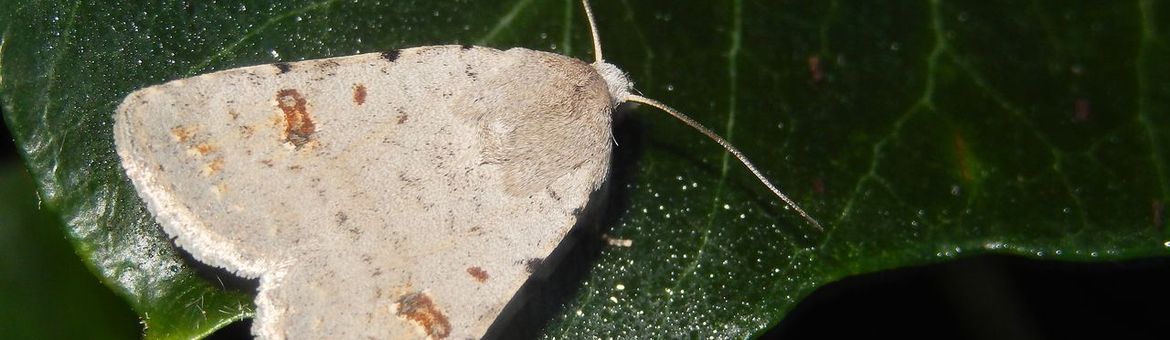 kadeni-stofuil - primair