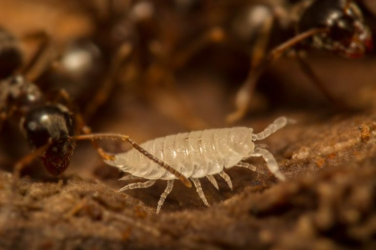 Mierenpissenbed (Platyarthrus hoffmannseggi), een andere mierengast