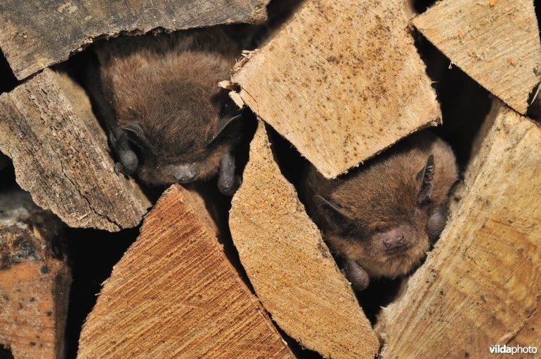 Ruige dwergvleermuizen worden regelmatig wakker uit hun winterslaap, vooral als de winter zacht is