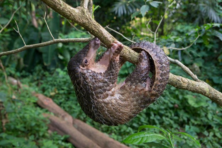 Een pangolin in een boom