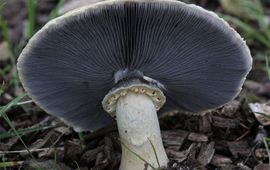 Menno Boomsluiter Blauwplaatstropharia