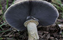 Blauwplaatstropharia