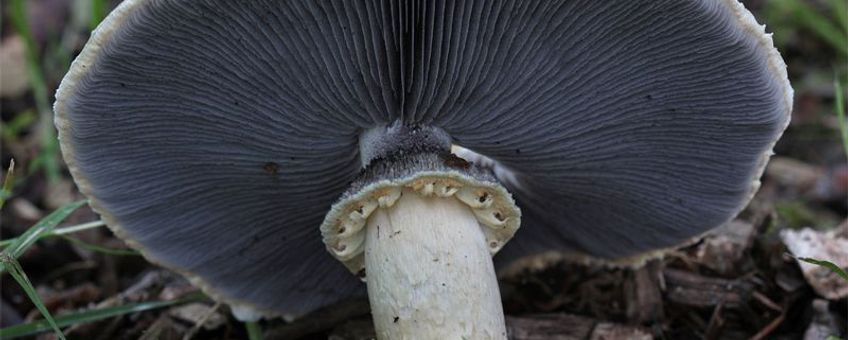 Blauwplaatstropharia