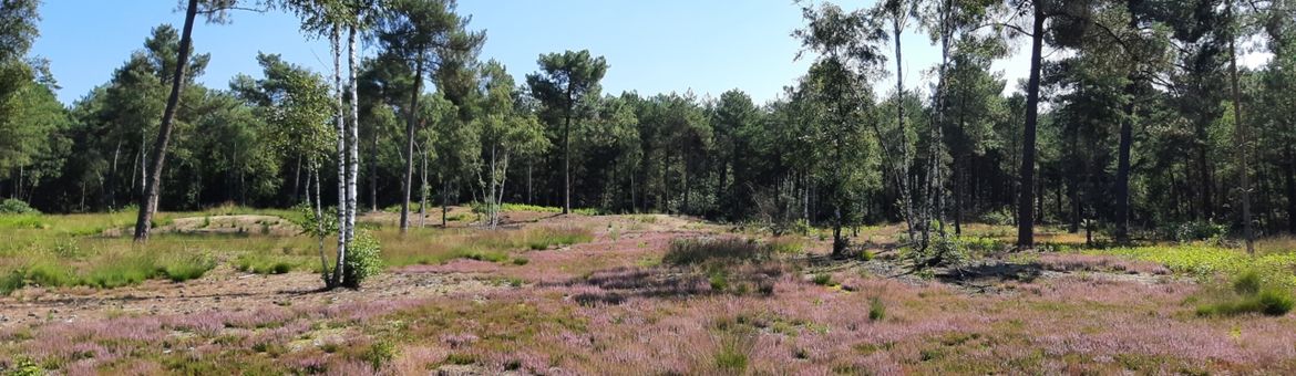 Kooiheide in bloei
