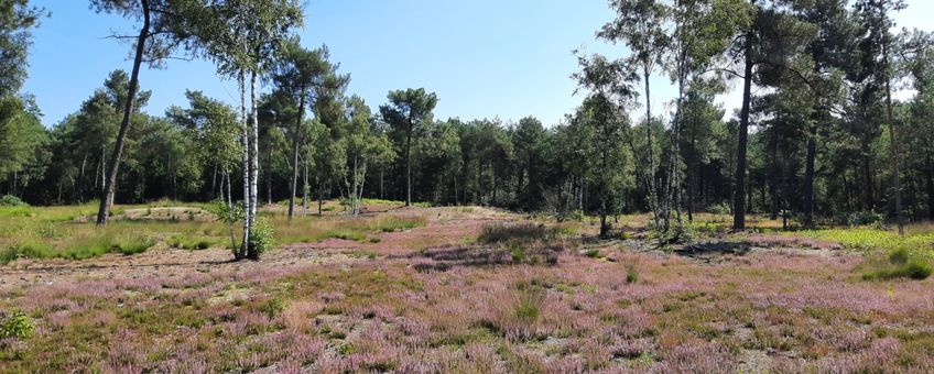Kooiheide in bloei