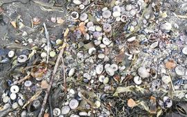 WWF-Rusland Aangespoelde zee-egels, Kamtsjatka, Rusland
