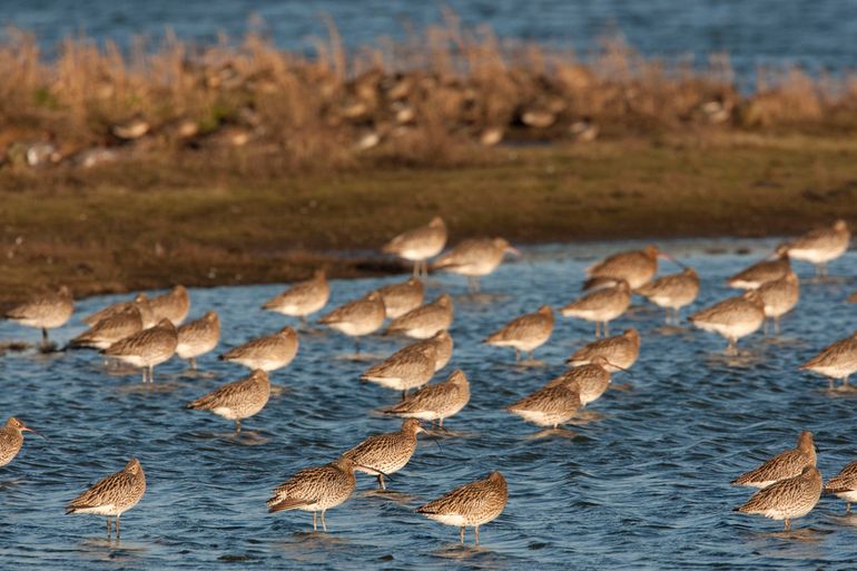 Een groep overwinterende wulpen in de Waddenzee