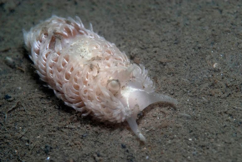 Vlokslaksoort met kenmerken van de Gekrulde vlokslak. De afgeplatte cerata staan in duidelijke rijen en krullen naar binnen 