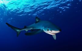 Joost van Uffelen, WWF Blauwe haai