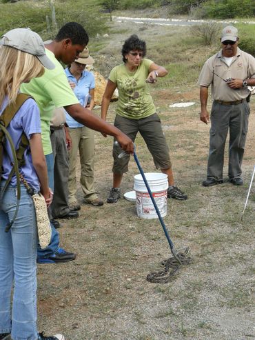 Learning about the invasive boa constrictor