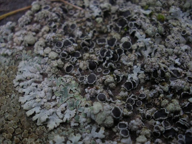 Stoeprandvingermos met apotheciën. De zwarte puntjes op het thallus duiden op de parasiet Polycoccum pulvinatum