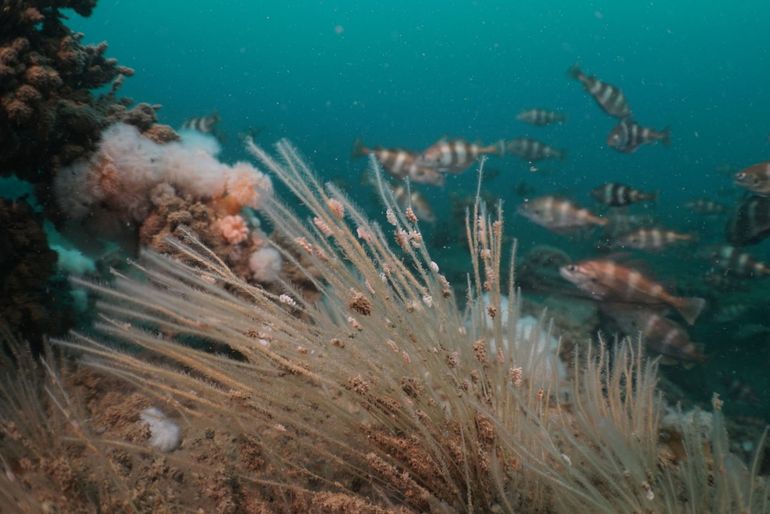 Zeespriet-kroonslak (Doto pinnatifida), Noordzee, 2016. Alle waargenomen Zeespriet-kroonslakken werden aangetroffen op Zeespriet (Nemertesia antennina), waarmee de soort zich voedt