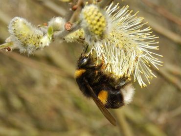 De aardhommel kan worden ingevoerd als aardhommelcomplex, omdat er een aantal sterk op elkaar lijkende soorten is