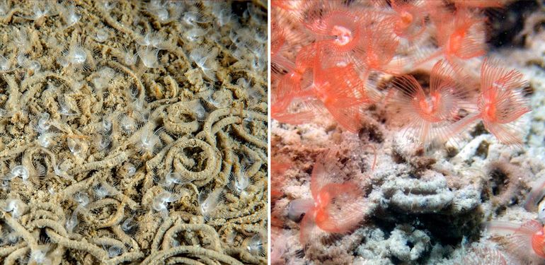De nieuwe Zandhoefijzerworm (Phoronis psammophila) uit de Oosterschelde. Er zijn meerdere kleurvariaties. Links: hele plakkaten op/in het zand en slib van de witte vorm (Bron: Marco Faasse); rechts: de oranjerode vorm