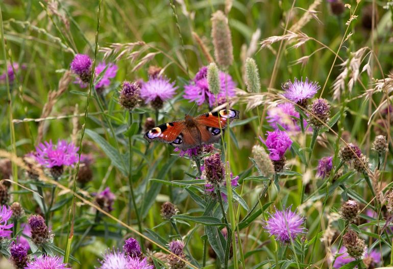 Dagpauwoog op bloemen