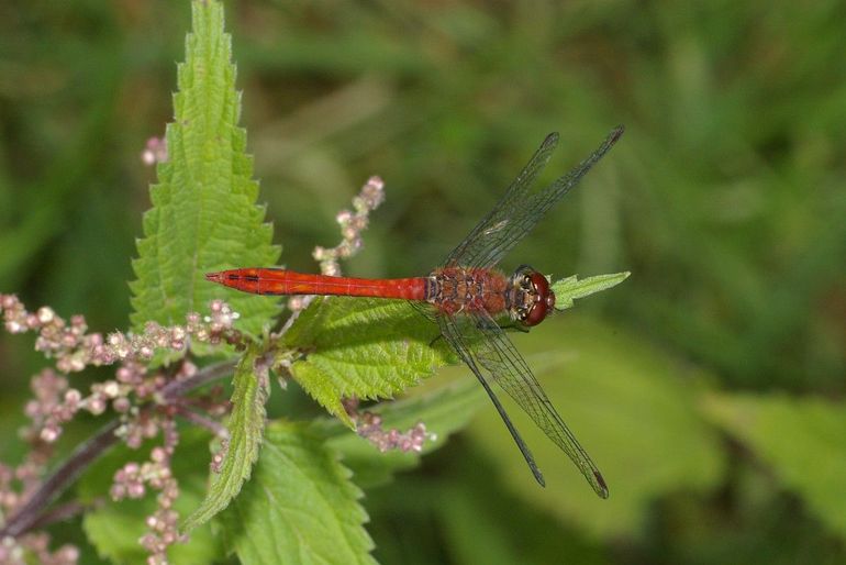 Mannelijke bloedrode heidelibellen hebben een rood lichaam en zwarte poten