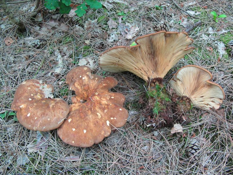 Zwartvoetkrulzomen voor paddenstoeltafel