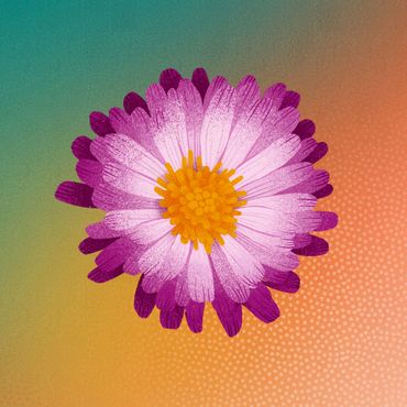 Illustratie van Chrysanthemum &lsquo;Mei-Kyo&rsquo;. Van de bloemen wordt thee gezet in de TCM