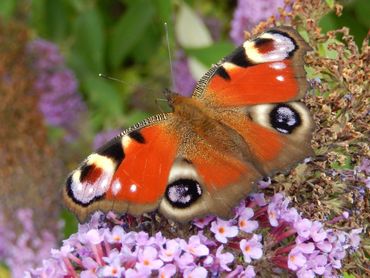 Dagpauwoog op de bekende vlinderstruik, maar er zijn veel meer goede nectarplanten