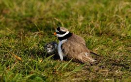 Charadrius hiaticula. Bontbekplevier