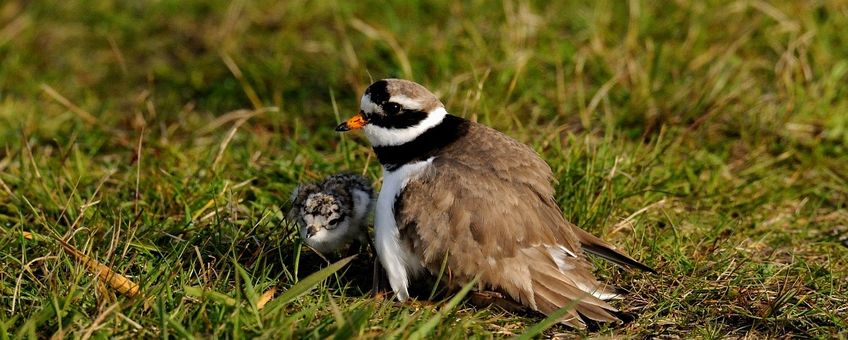 Charadrius hiaticula. Bontbekplevier