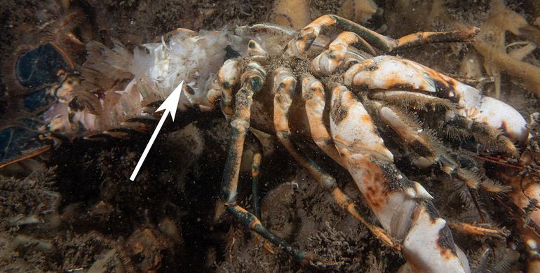 Dode Europese zeekreeft vol met vleesresten die door krabben al werden opgegeten. Zeelandbrug, Zierikzee, Oosterschelde, 22 september 2023