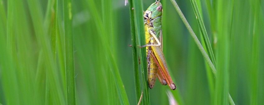 Pseudochorthippus parallelus, Krasser