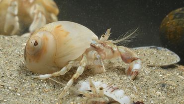 Op Groene stranden wordt het leven in geulen en zwinnen (hier de Kleine heremietkreeft) zo min mogelijk verstoord door menselijk handelen